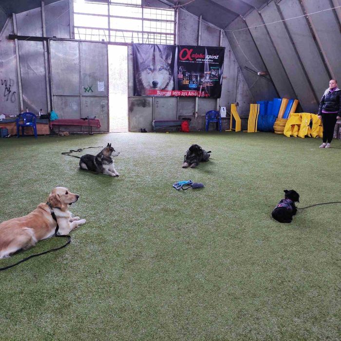 Дресирування собак усіх порід: слухняність, спорт з собакою (аджиліті)