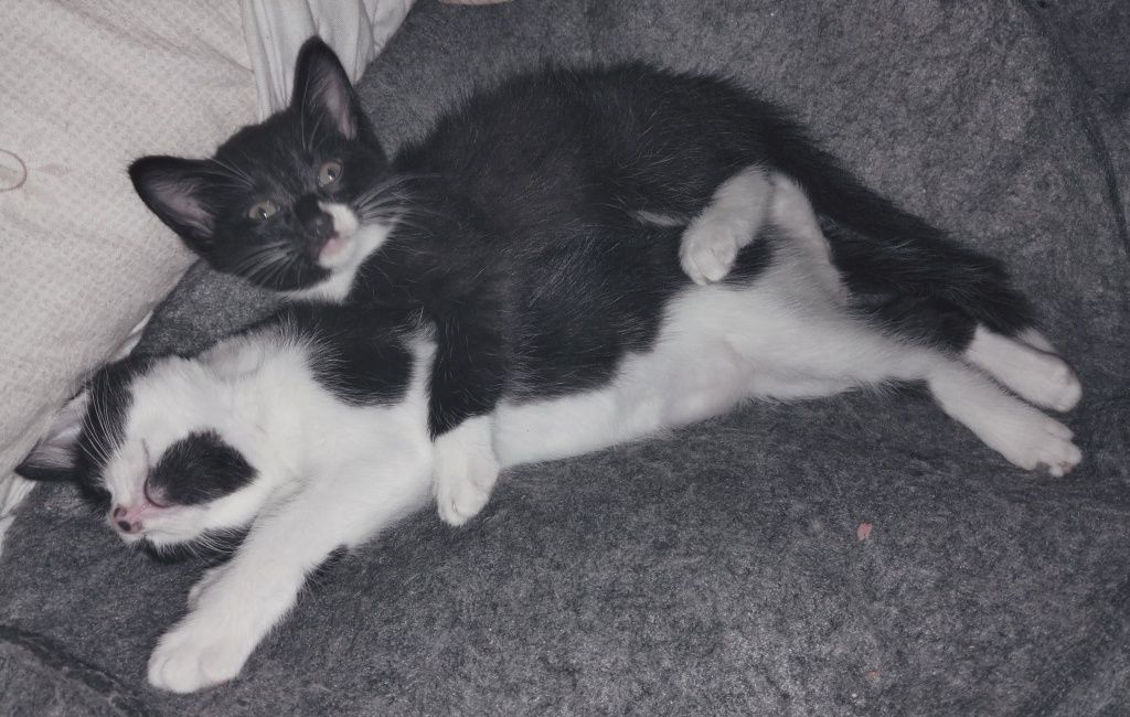 Gatinhos machos com 2 meses para adoção