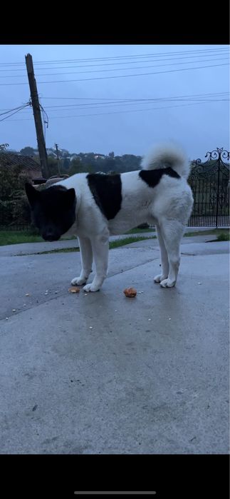 Вʼязка Американська акіта