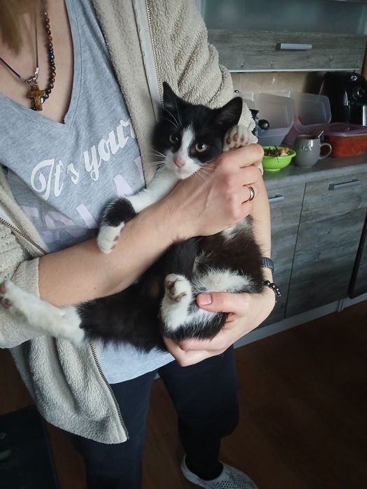 Oddam kotkę w dobre ręce