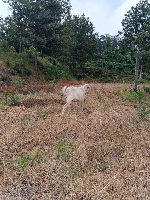Chibo/Macho grande porte para cobrir