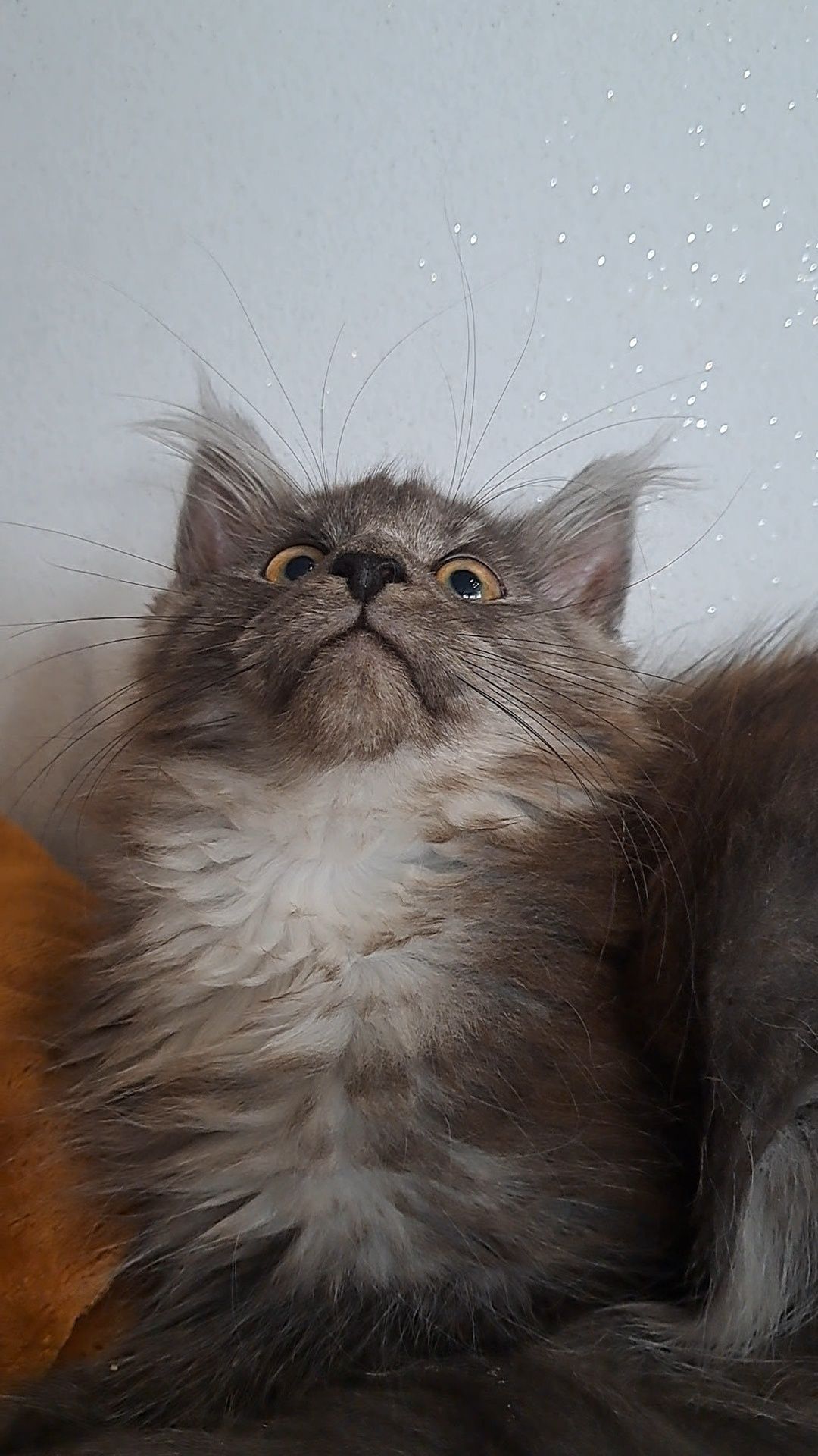 Kotka niebieska srebro MaineCoon