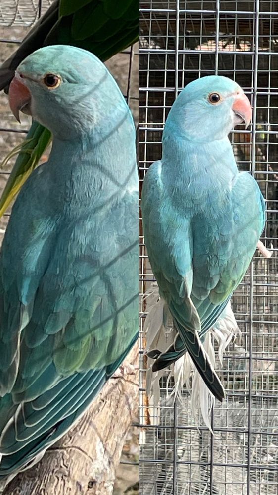Ring necks de varias idades(aceito trocas)
