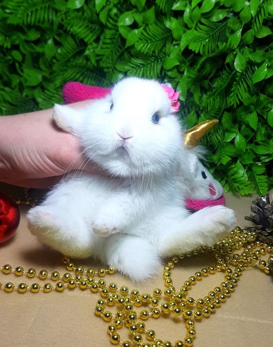 Карликовый мини кролик,міні кролики,кроленята,крольчата,карликові