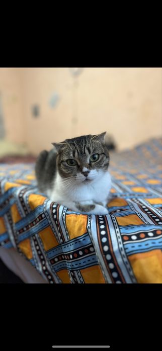 Шотландські кошенята , шотландские котята