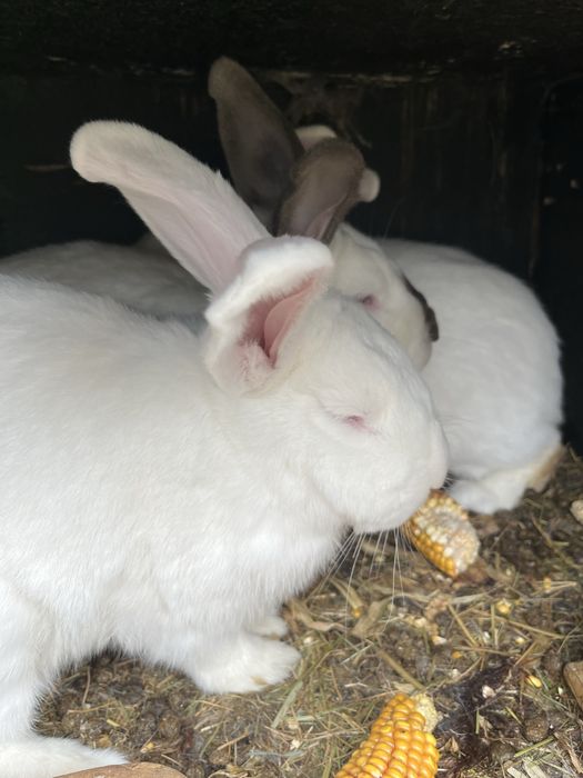 Króliki hodowlane!