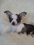 **KAYKO**chihuahua piesek merle gotowy do zmiany opiekuna
