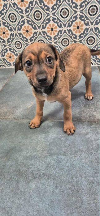 Szczenięta do odppowiedzialnej adopcji