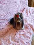 Biewer Yorkshire terrier starszy samiec.