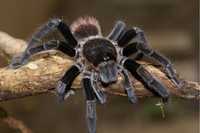 Брахіпельма ваганс статевозріла адультна самка (Brachypelma vagans) па