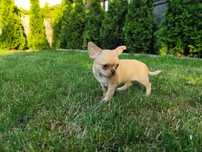 Dziewczynka chihuahua