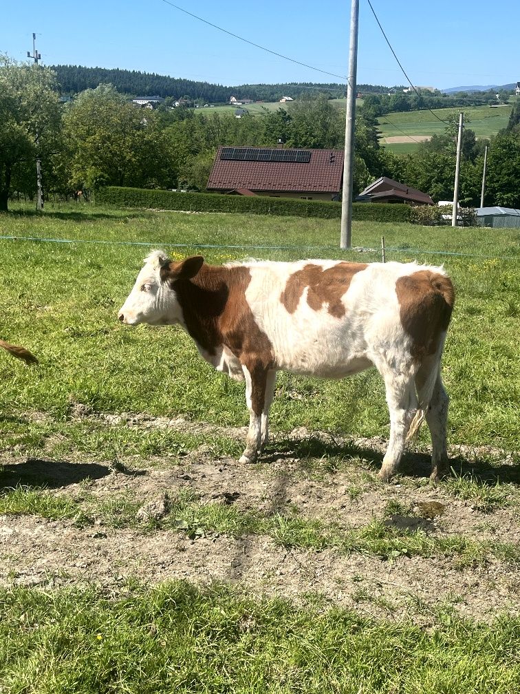 Sprzedam jałówkę