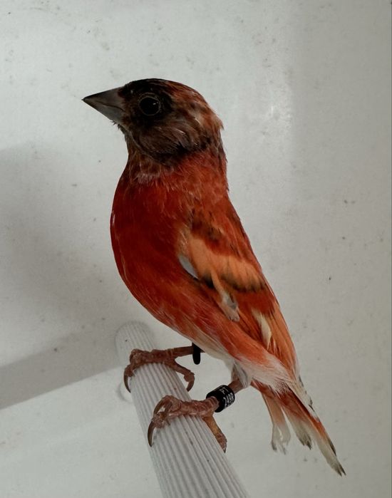 Cardinalitos da Venezuela