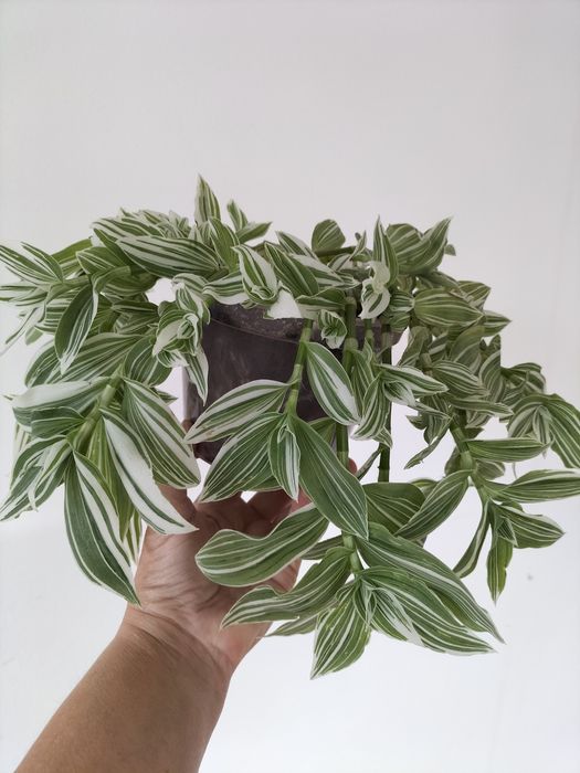 Традесканція зебріна