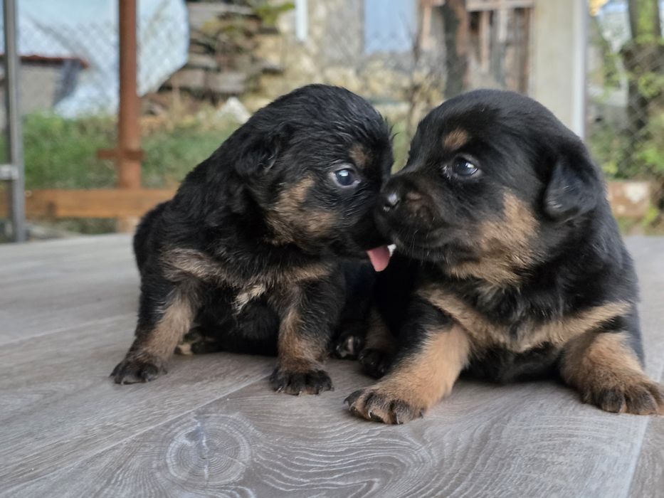 Щенята ротвейлера