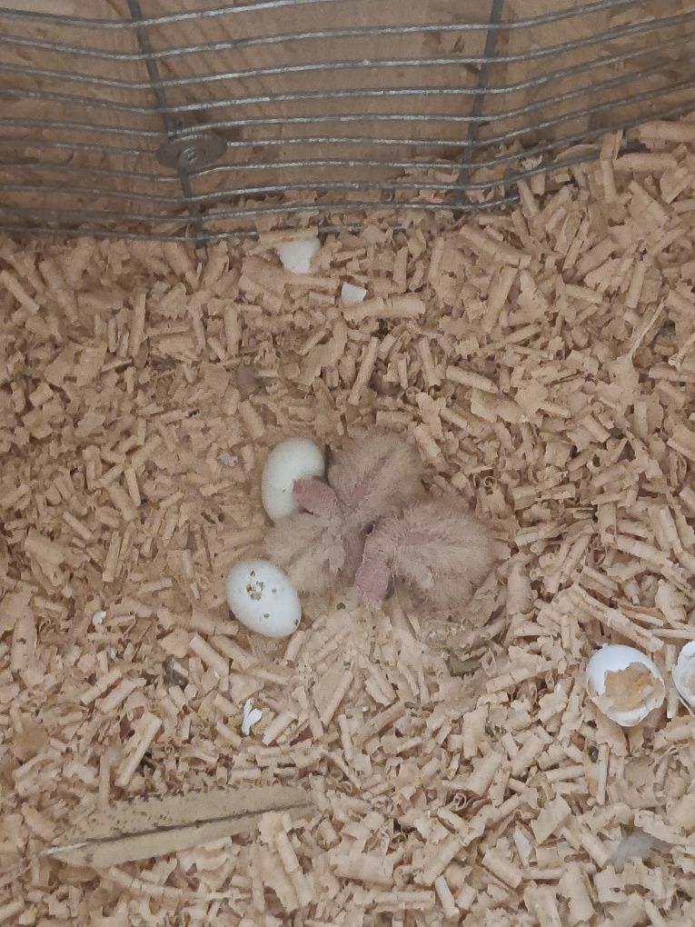 Aves para criar a mão