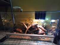 Agama z terrarium REZERWACJA DO WTORKU