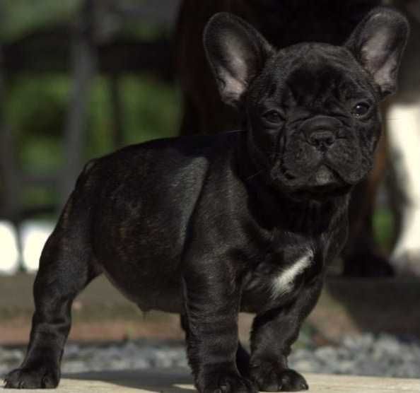 Buldog Francuski CZARNY