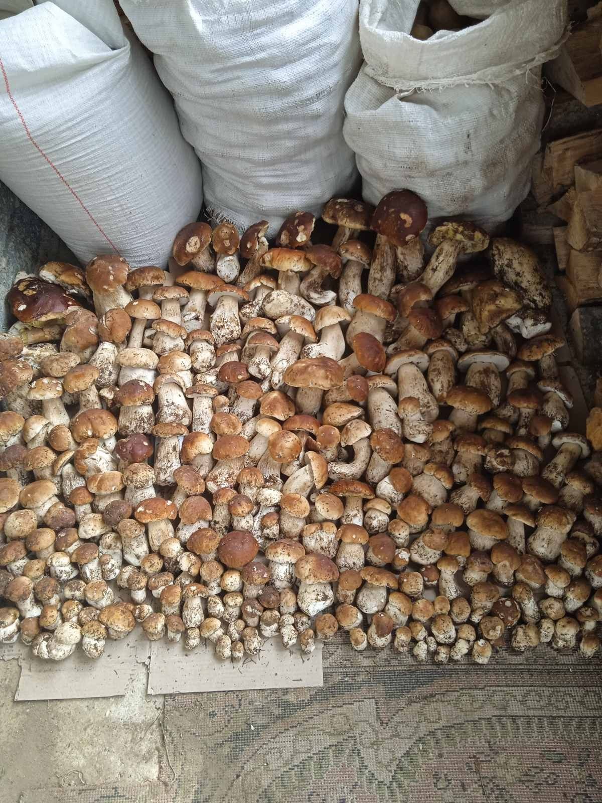 Продам Карпатські білі гриби,сушені в печі на дровах.