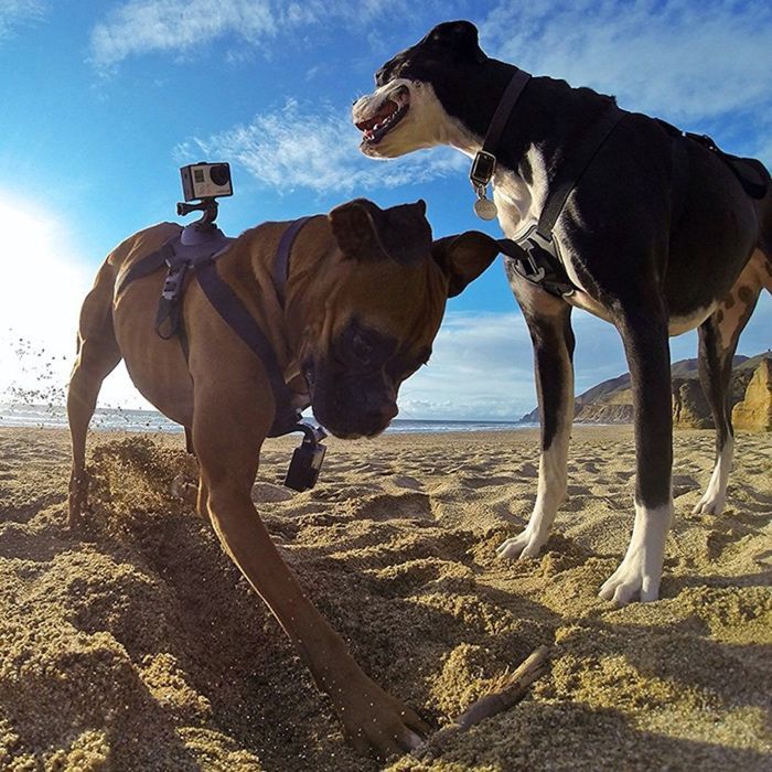 Akcesoria do GoPro - Mocowanie PIES Szelki Uchwyt dla PSA GoPro 6 7 8