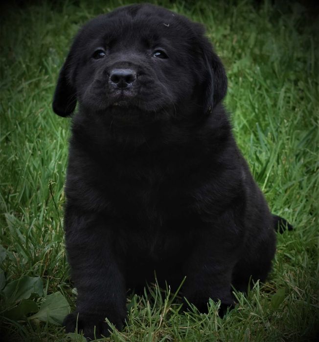 Labrador Szczeniak Rodowód Cert. Badań Genetycznych
