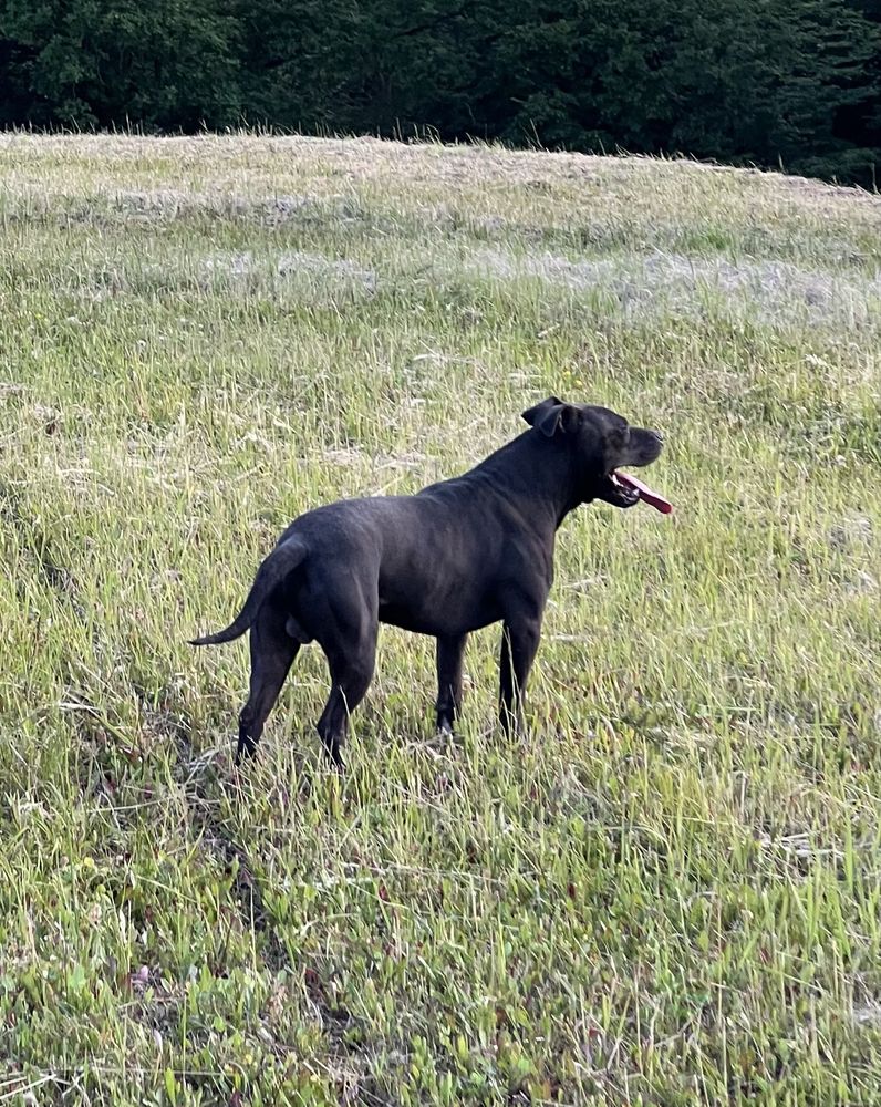 American pit bull terrier apbt pit bull