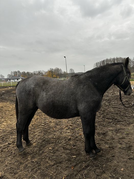 Klacz śląska 1,5 roku