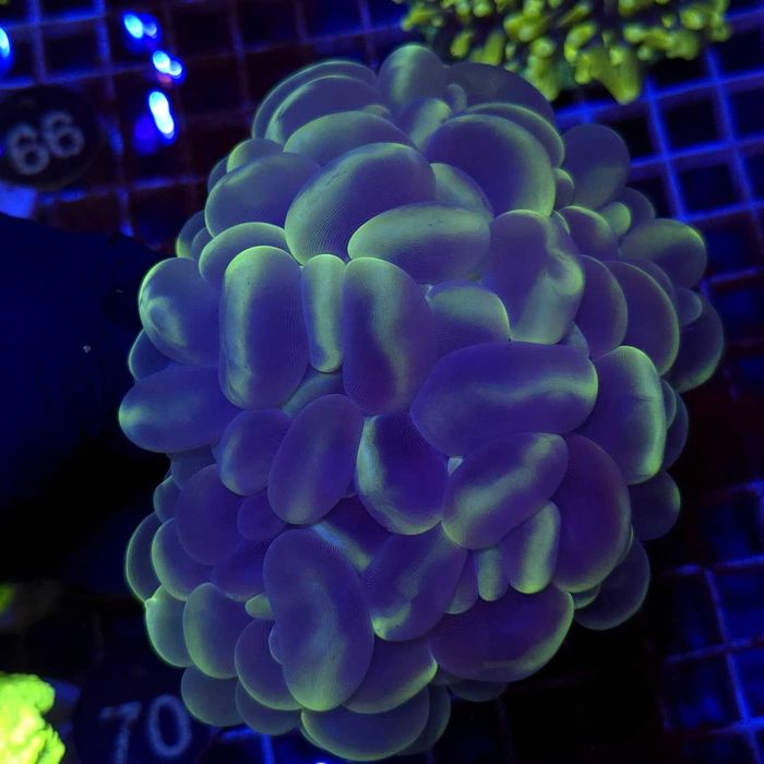 Plerogyra Sinuosa XL WYSIWYG #1