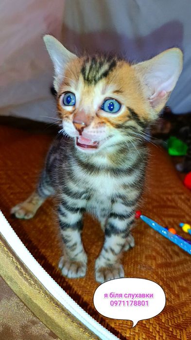 Чистокровні бенгальські леопардики з родоводами