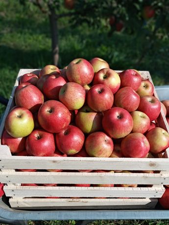 Продам яблука зимових сортів