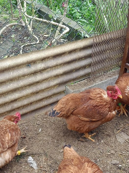 Galinhas /Ovos caseiros