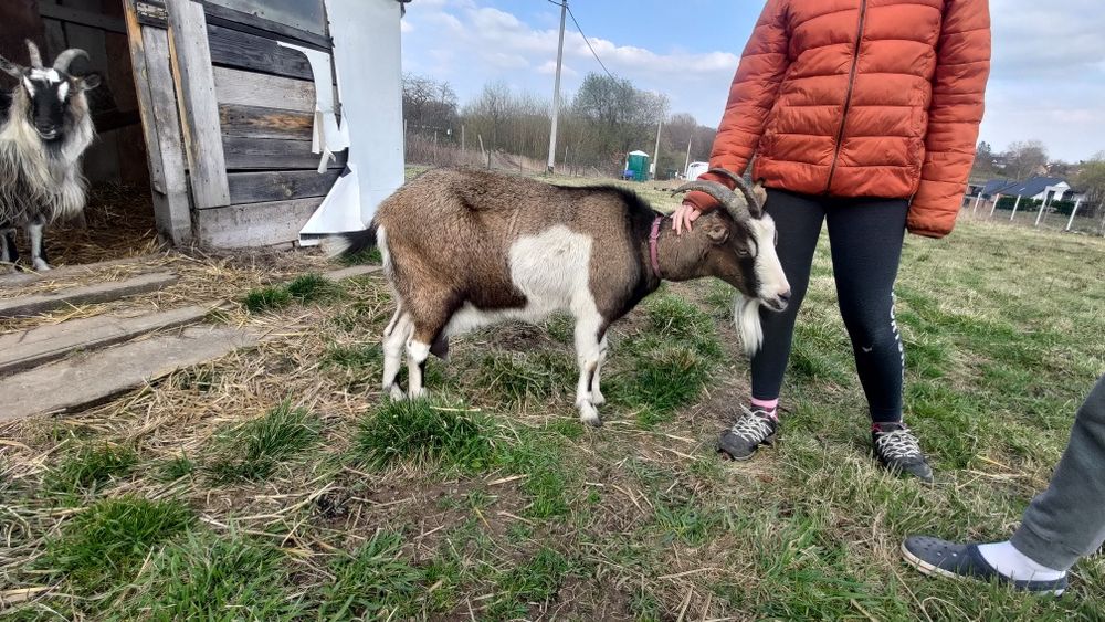 Sprzedam dwie przydomowe kozy