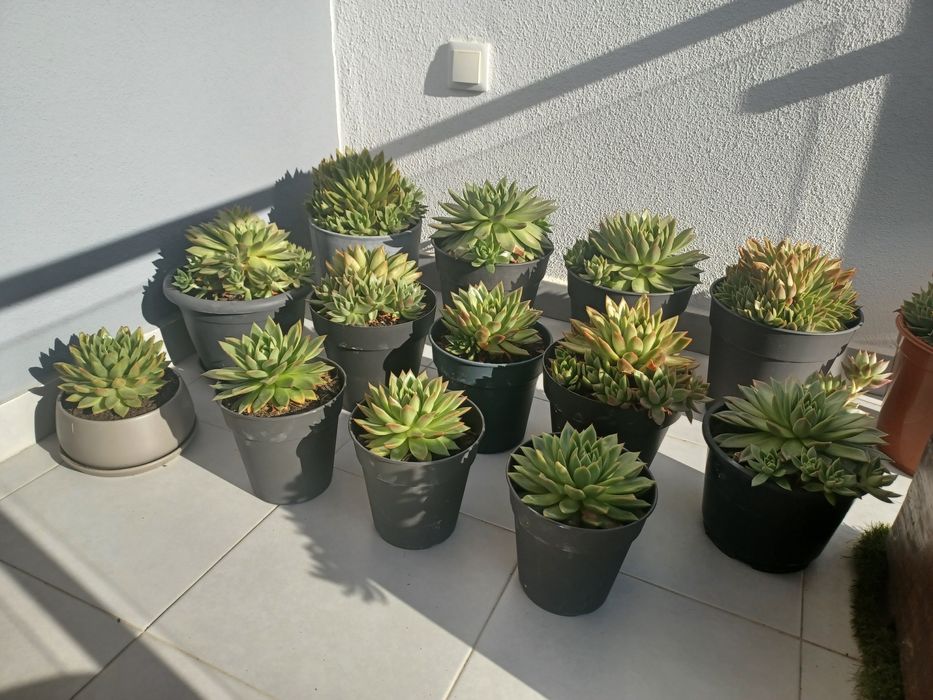 XL - Cactus Gigante - Echeveria Estrela