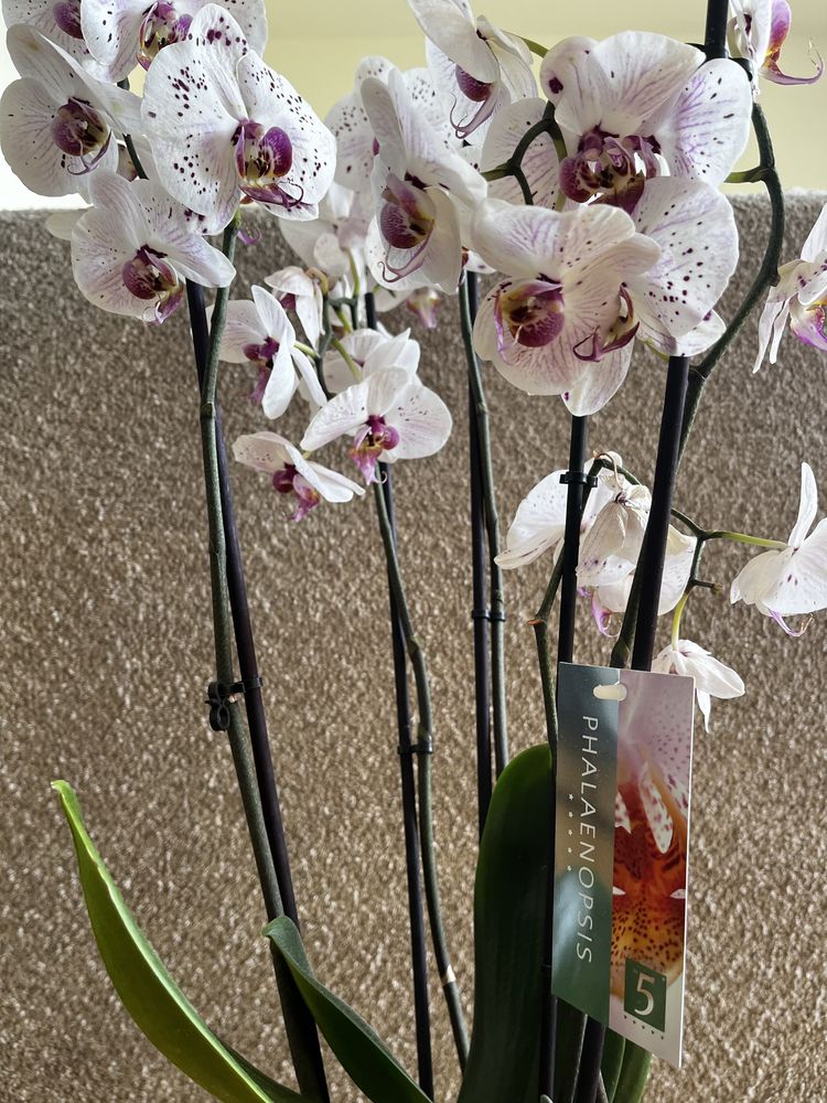 Orchidea w doniczce