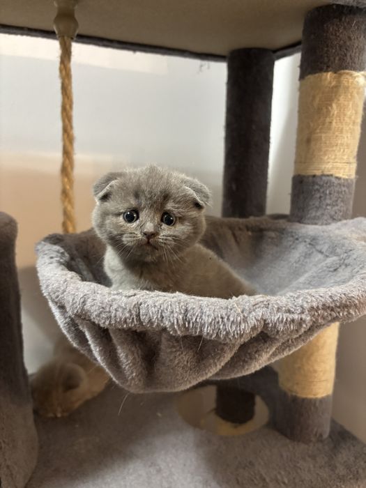 Śliczna koteczka szkocka