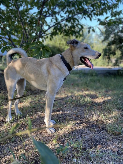 Отдам бесплатно в хорошие руки