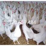 Kury nioski Leghorn Sensu.