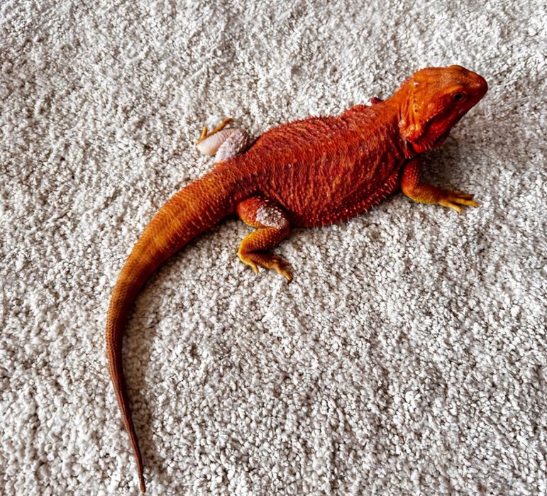 Agama brodata młode