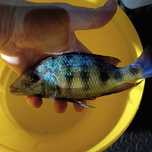 Cicllidios africanos - Fossorochromis Rostratus (macho)