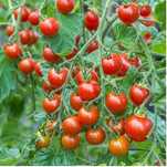 Sementes de tomate cereja / cherry