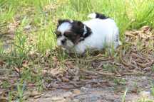 Cachorro Shit-tzu com Lop Pedigree