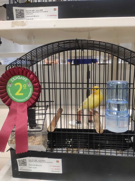 Canários várias raças