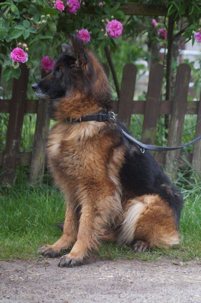 Nera- cudowna suczka owczarek niemiecki do adopcji