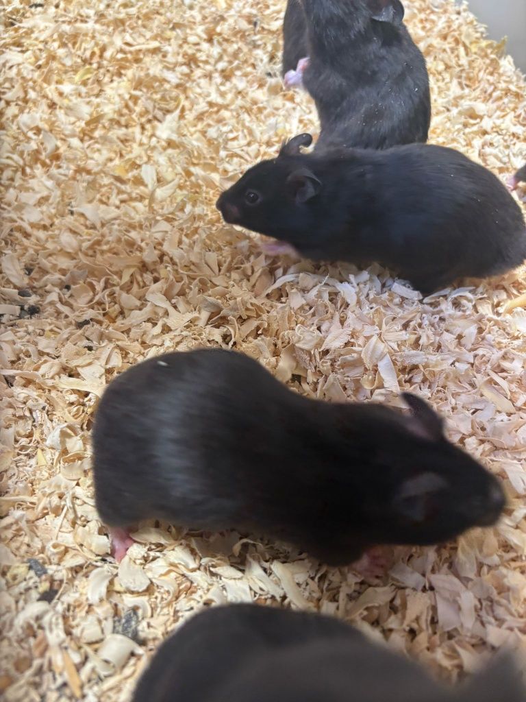 Chomik syryjski Mesocricetus auratus
