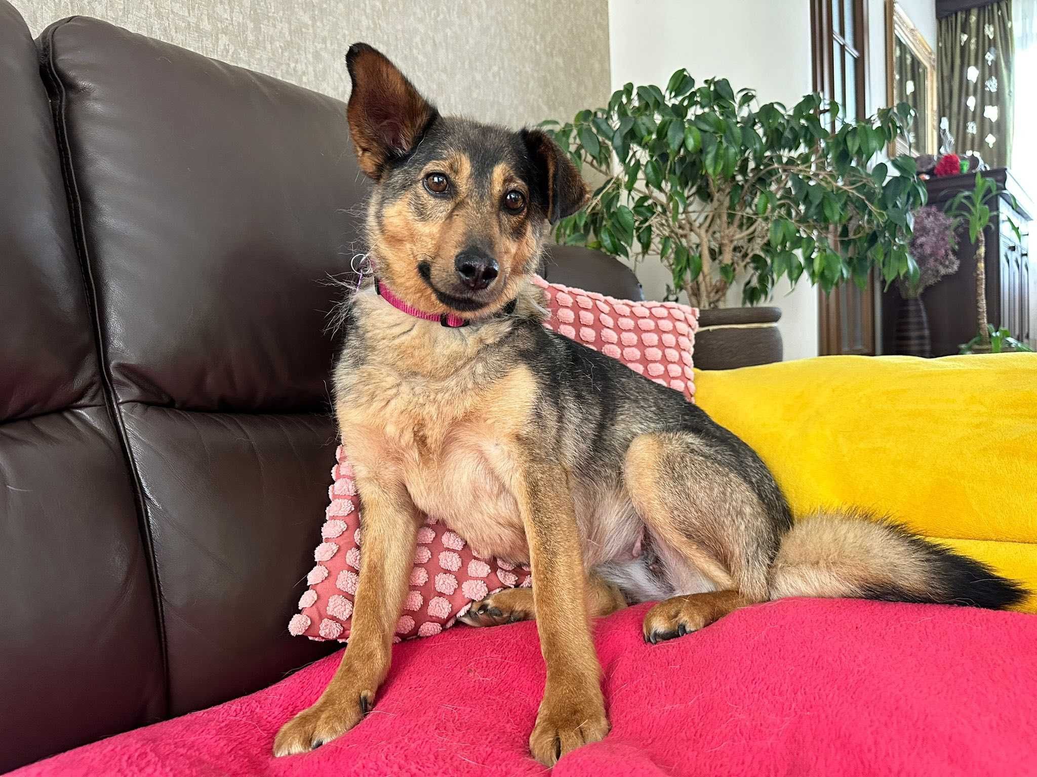 Do adopcji! Delikatna Madi!