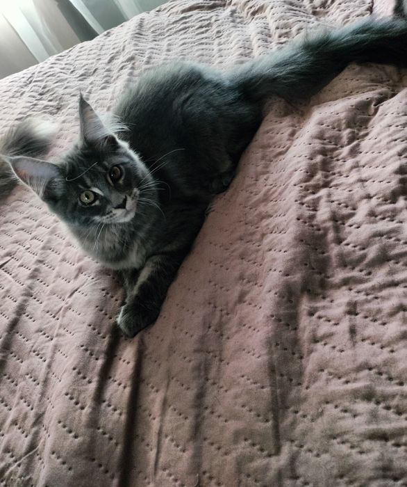 Kot maine coon, kocurek gotowy do odbioru