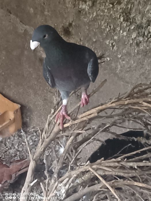 Pombos correio beleza Alemão