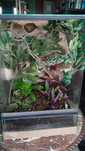 Terrarium 40x40x60 kompletny zestaw gekon orzęsiony