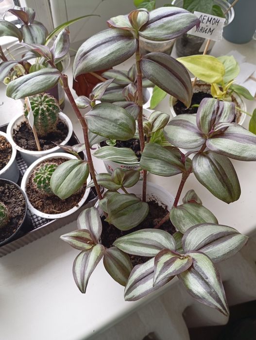 Розпродаж кімнатних рослин, папірус, філодендрони,, сингоніуми