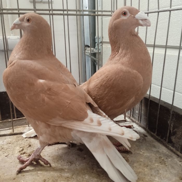 Gołębie pocztowe, żółte.